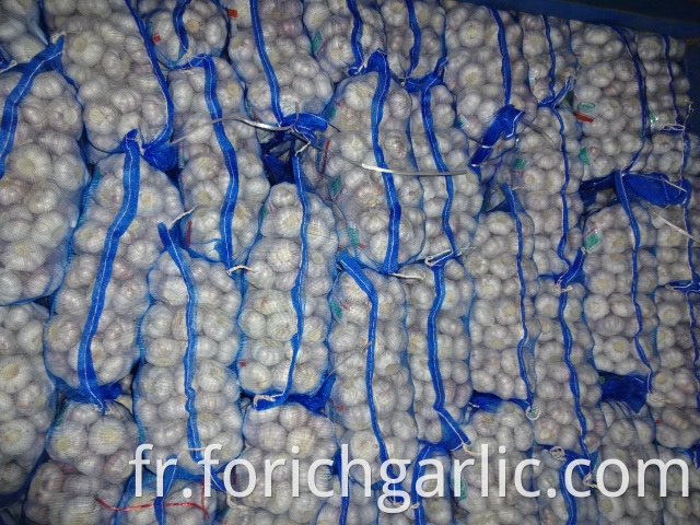 Regular White Garlic Good Quality